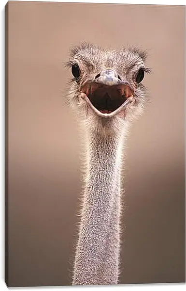 Постер на подрамнике - Ostrich - Страус Постер на подрамнике - Ostrich - Страус