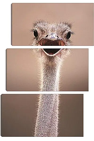 Модульная картина - Ostrich - Страус Модульная картина - Ostrich - Страус