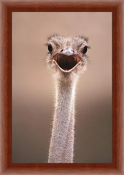 Картина в раме - Ostrich - Страус Картина в раме - Ostrich - Страус