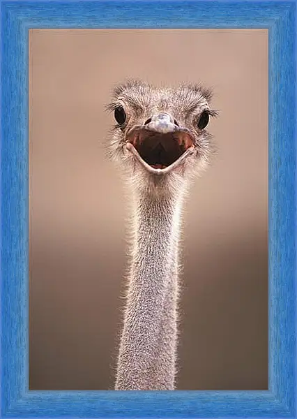 Картина в раме - Ostrich - Страус Картина в раме - Ostrich - Страус