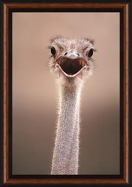 Картина в раме - Ostrich - Страус Картина в раме - Ostrich - Страус
