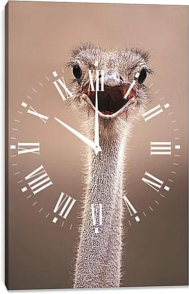 Часы картина - Ostrich - Страус Часы картина - Ostrich - Страус