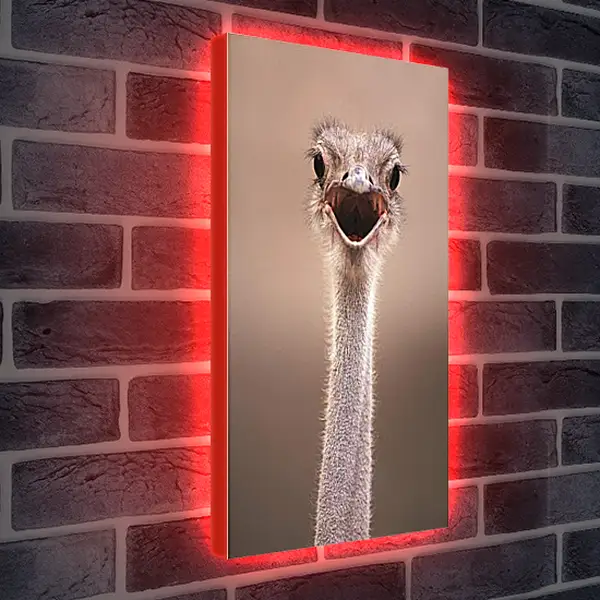 Лайтбокс световая панель - Ostrich - Страус Лайтбокс световая панель - Ostrich - Страус