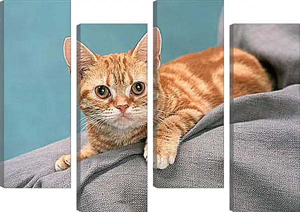 Модульная картина - Рыжий котенок Модульная картина - Рыжий котенок