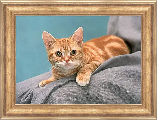 Картина в раме - Рыжий котенок Картина в раме - Рыжий котенок