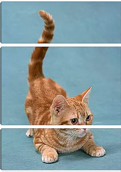 Модульная картина - Игривый котенок Модульная картина - Игривый котенок