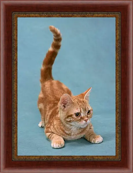 Картина в раме - Игривый котенок Картина в раме - Игривый котенок