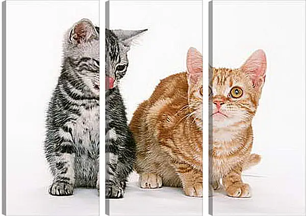 Модульная картина - Котята друзья Модульная картина - Котята друзья