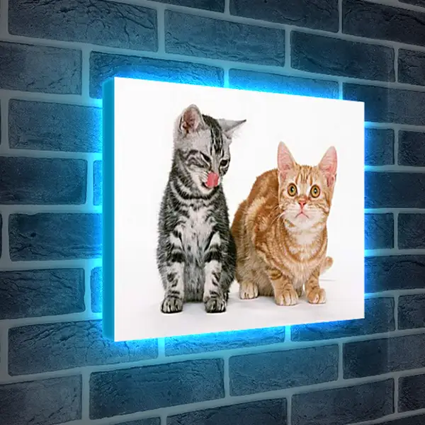Лайтбокс световая панель - Котята друзья Лайтбокс световая панель - Котята друзья