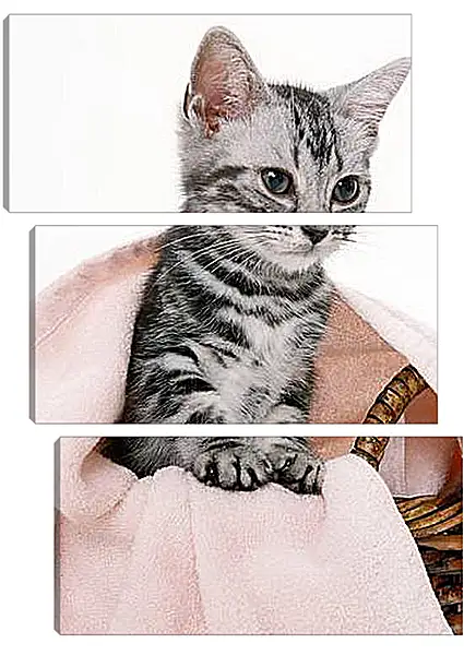Модульная картина - Котенок под одеялом Модульная картина - Котенок под одеялом