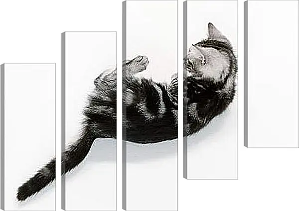 Модульная картина - Котенок дурачиться Модульная картина - Котенок дурачиться