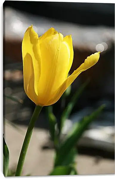 Постер на подрамнике - tulip - Тюльпан Постер на подрамнике - tulip - Тюльпан