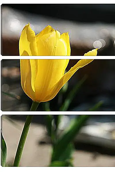 Модульная картина - tulip - Тюльпан Модульная картина - tulip - Тюльпан