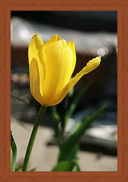 Картина в раме - tulip - Тюльпан Картина в раме - tulip - Тюльпан