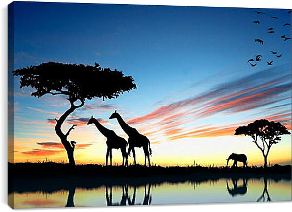 Постер и плакат - Жирафы и слон. Закат в африке