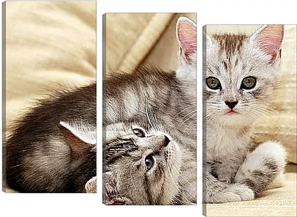 Модульная картина - Коты Модульная картина - Коты