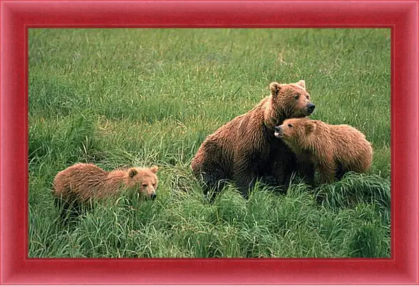 Картина в раме - Медведи Картина в раме - Медведи