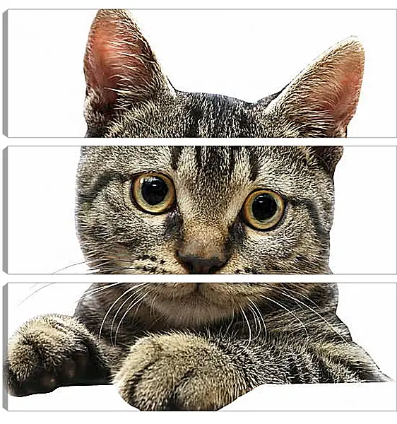 Модульная картина - Котенок Модульная картина - Котенок