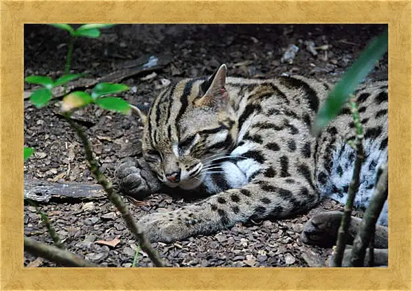 Картина в раме - Дикая кошка Картина в раме - Дикая кошка