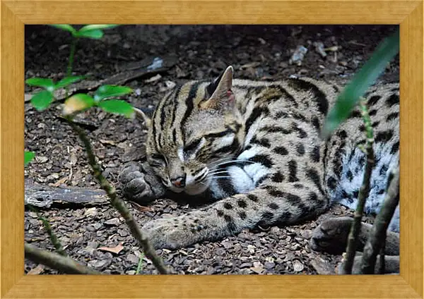 Картина в раме - Дикая кошка Картина в раме - Дикая кошка