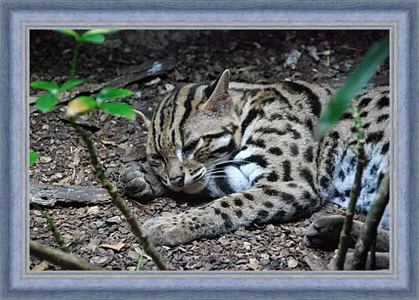 Картина в раме - Дикая кошка Картина в раме - Дикая кошка