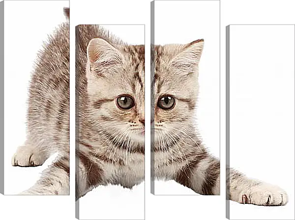 Модульная картина - Котенок Модульная картина - Котенок