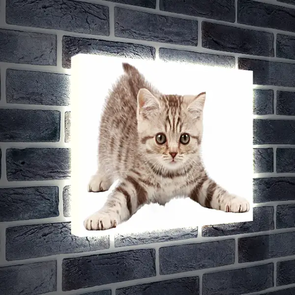 Лайтбокс световая панель - Котенок Лайтбокс световая панель - Котенок