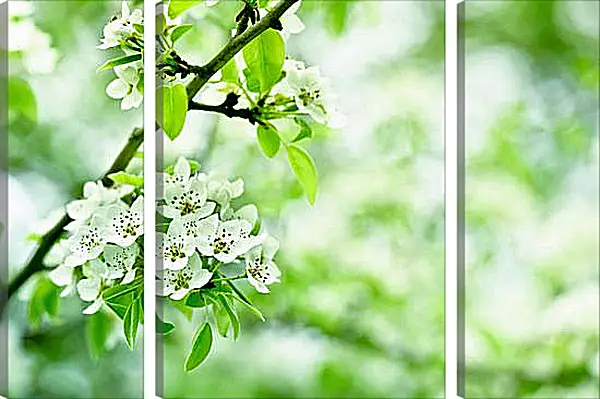 Модульная картина - Ветка вишни Модульная картина - Ветка вишни