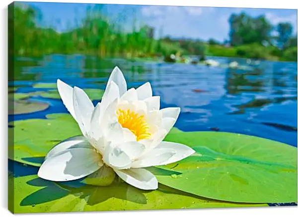 Постер на подрамнике - Красивая водяная лилия Постер на подрамнике - Красивая водяная лилия
