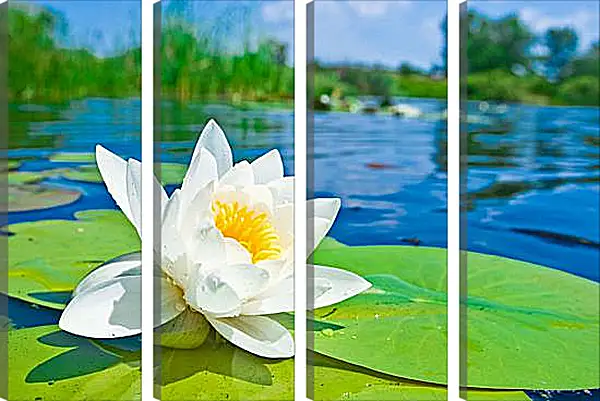 Модульная картина - Красивая водяная лилия Модульная картина - Красивая водяная лилия