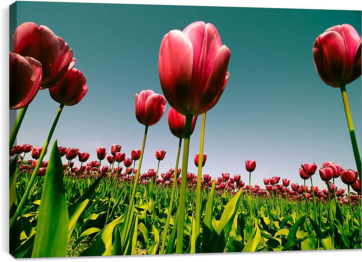 Постер и плакат - Плантация тюльпанов. Цветы.