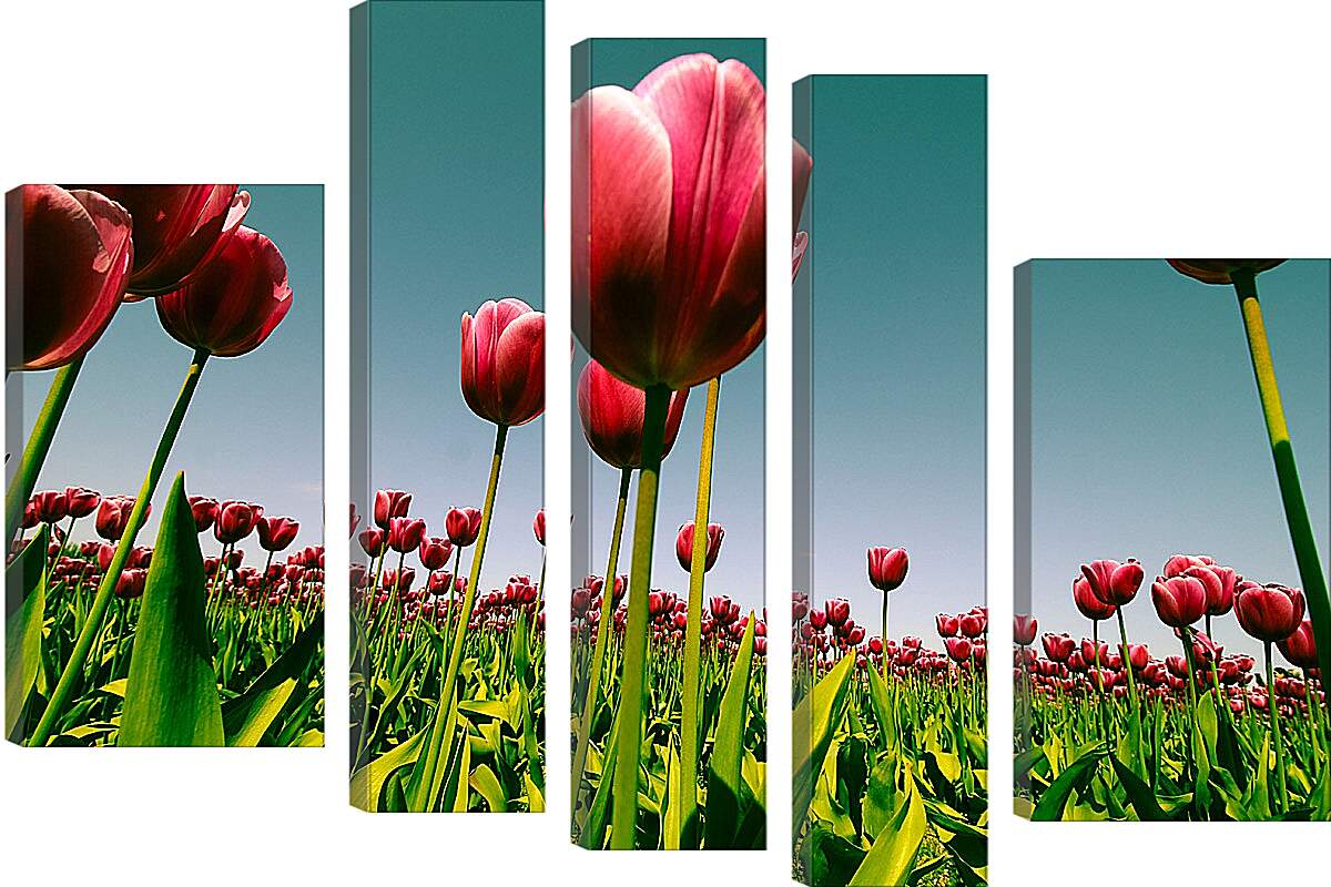 Модульная картина - Плантация тюльпанов. Цветы.