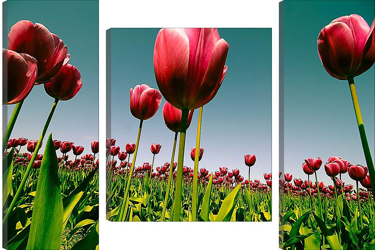 Модульная картина - Плантация тюльпанов. Цветы.