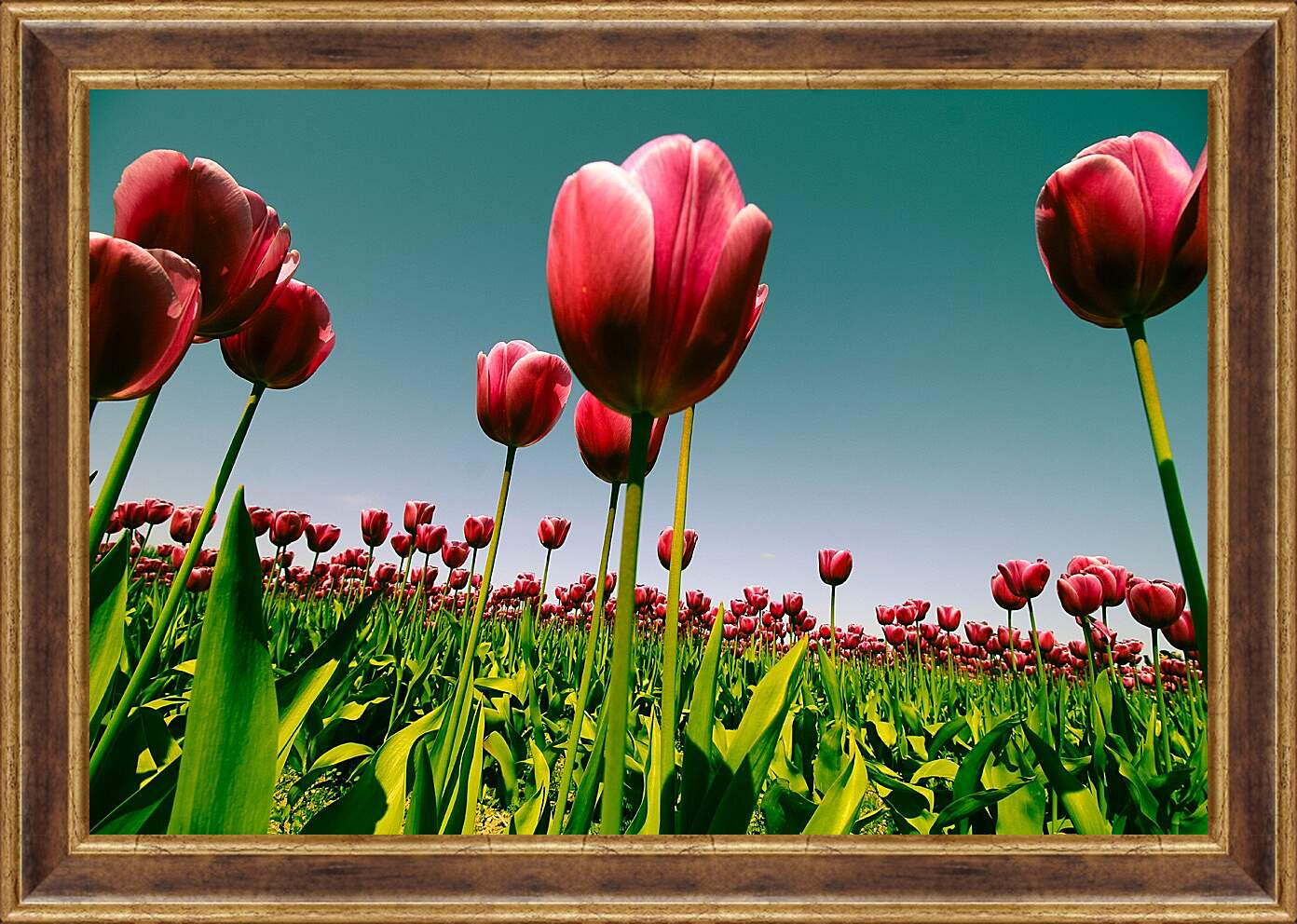 Картина в раме - Плантация тюльпанов. Цветы.
