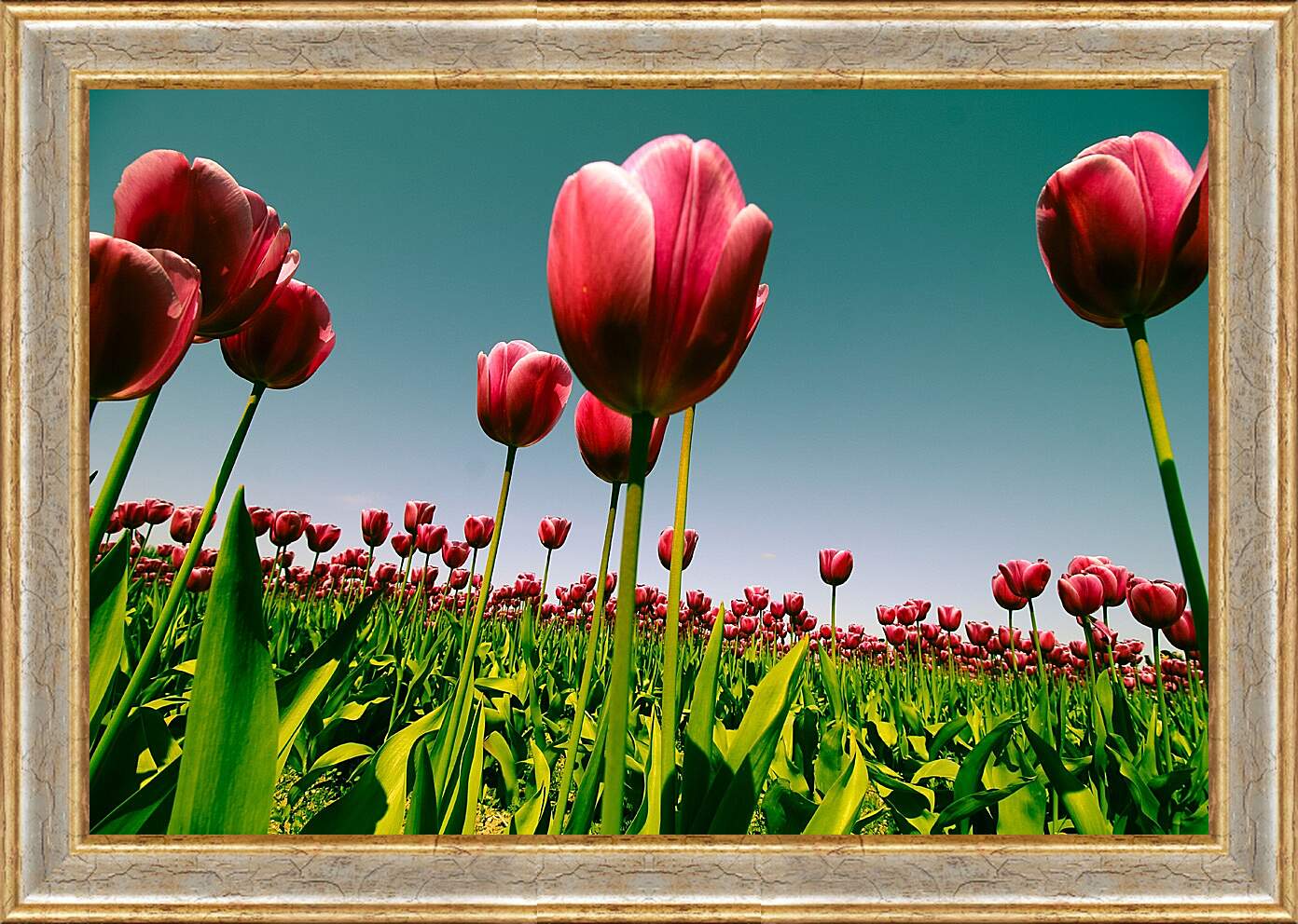Картина в раме - Плантация тюльпанов. Цветы.