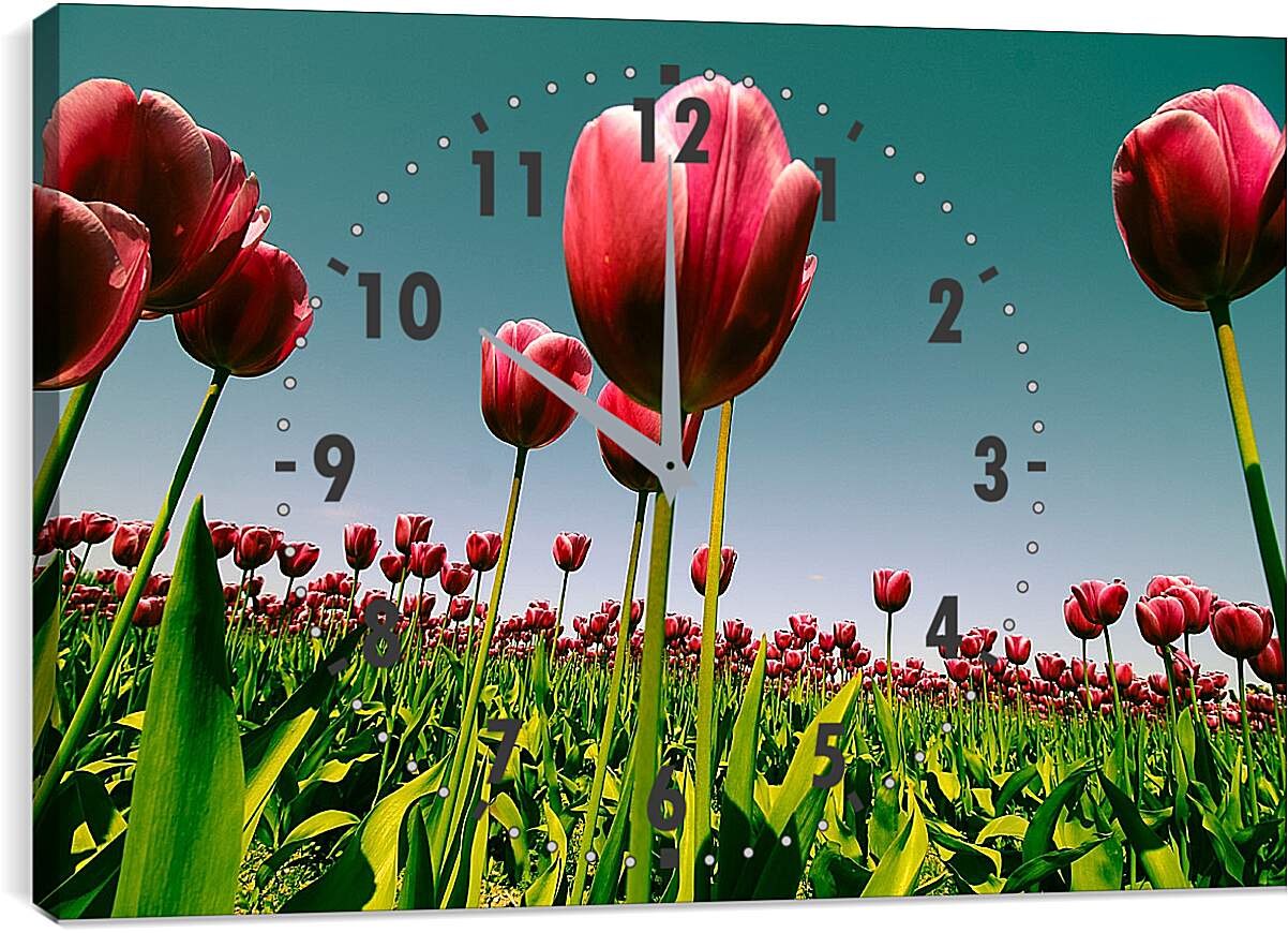 Часы картина - Плантация тюльпанов. Цветы.