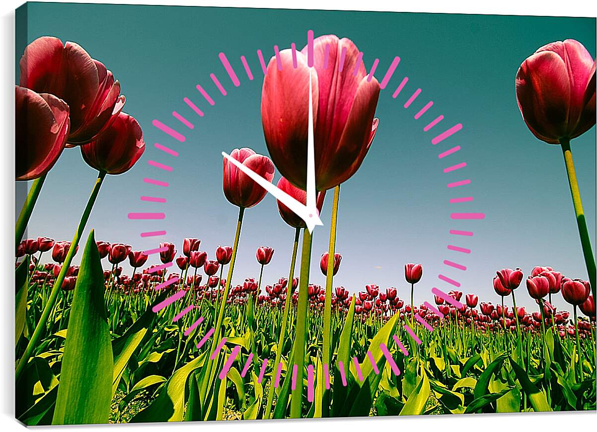 Часы картина - Плантация тюльпанов. Цветы.