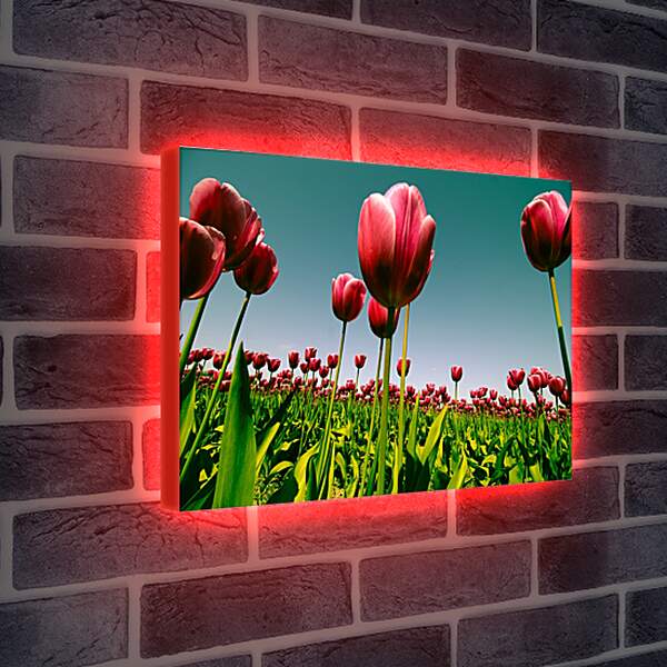 Лайтбокс световая панель - Плантация тюльпанов. Цветы.