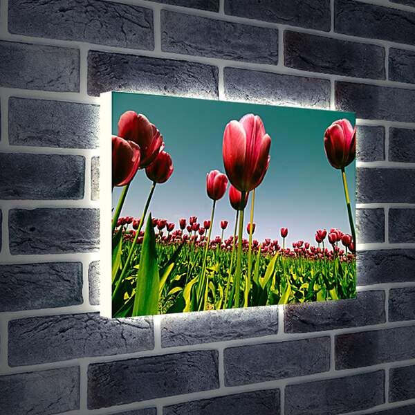 Лайтбокс световая панель - Плантация тюльпанов. Цветы.