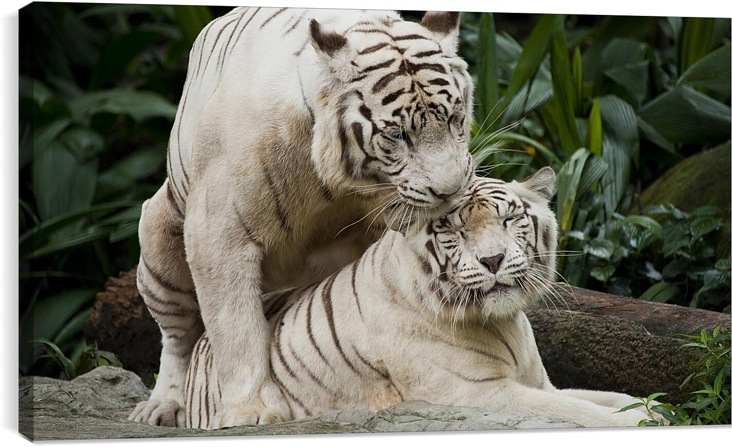 Постер и плакат - Белые тигры. Природа. Животные. Тигр