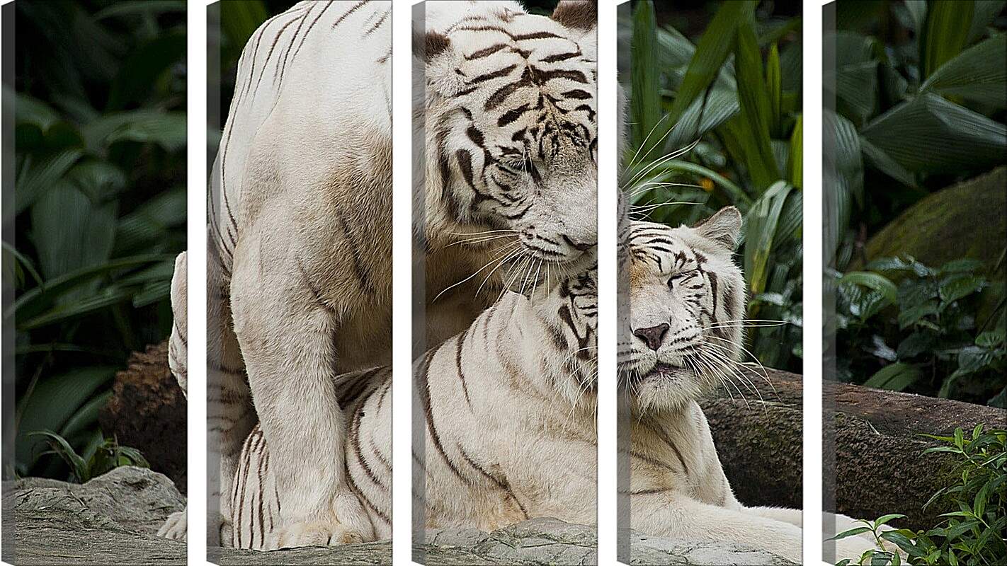 Модульная картина - Белые тигры. Природа. Животные. Тигр