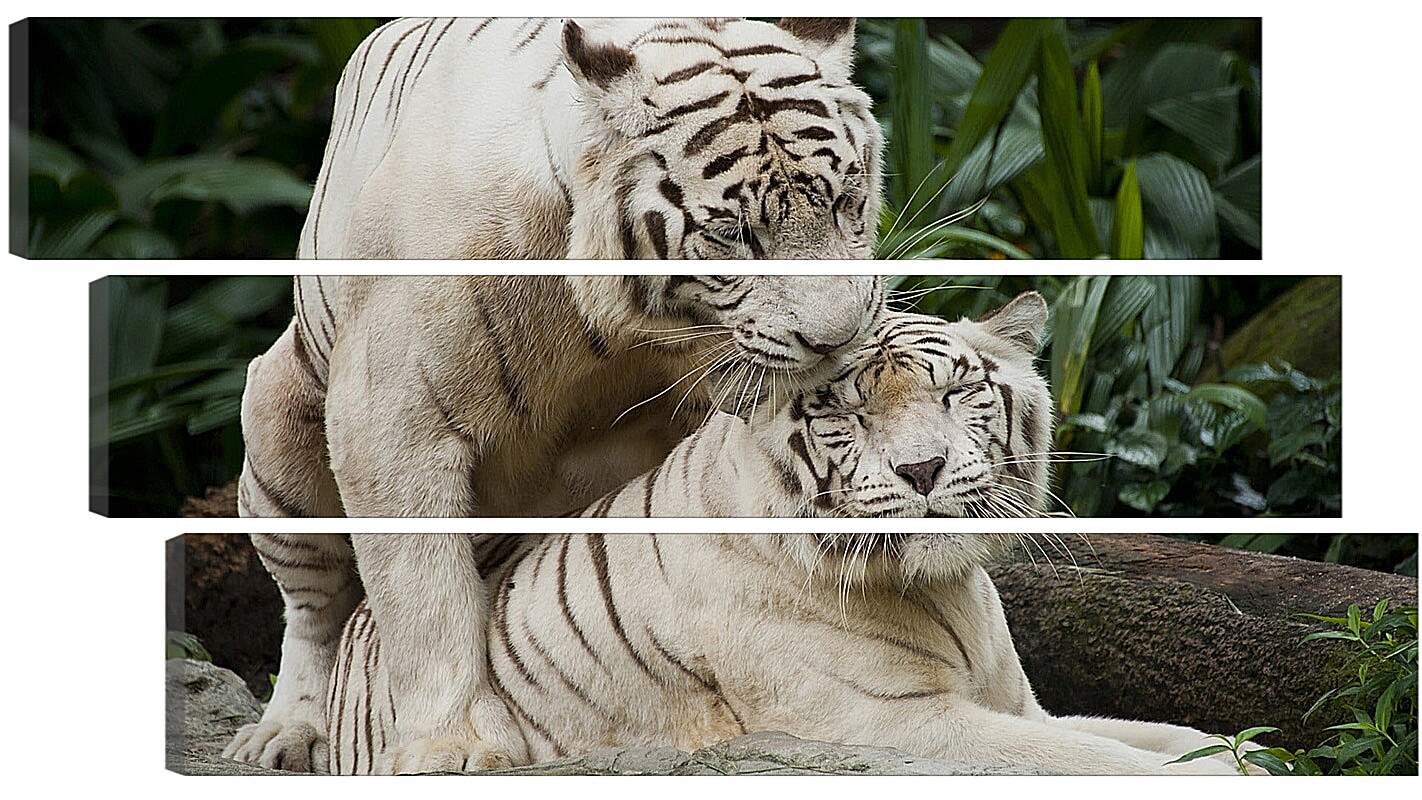 Модульная картина - Белые тигры. Природа. Животные. Тигр