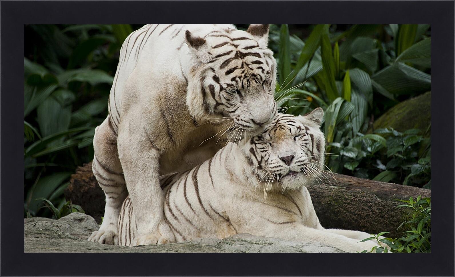 Картина в раме - Белые тигры. Природа. Животные. Тигр