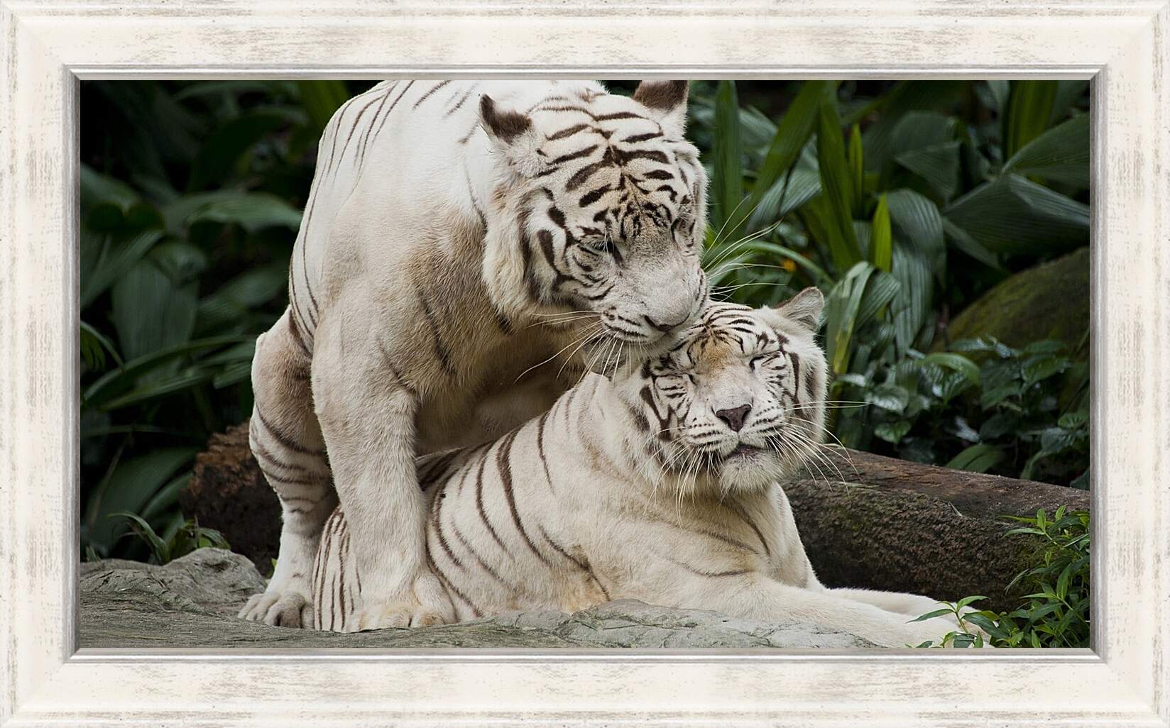 Картина в раме - Белые тигры. Природа. Животные. Тигр