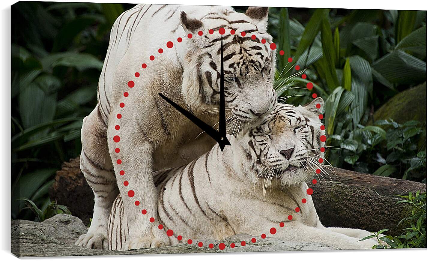 Часы картина - Белые тигры. Природа. Животные. Тигр