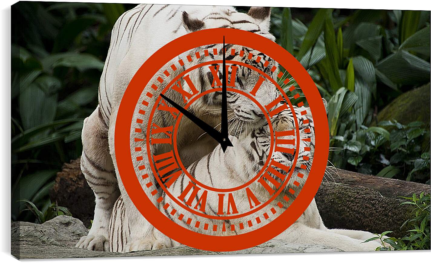 Часы картина - Белые тигры. Природа. Животные. Тигр