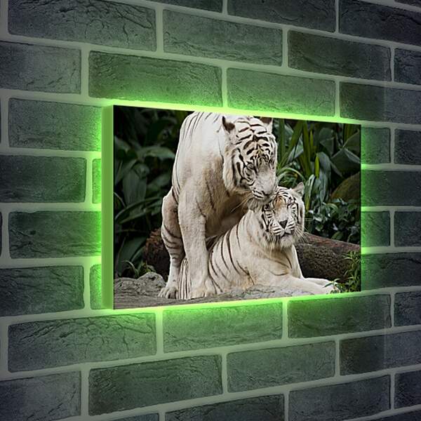 Лайтбокс световая панель - Белые тигры. Природа. Животные. Тигр