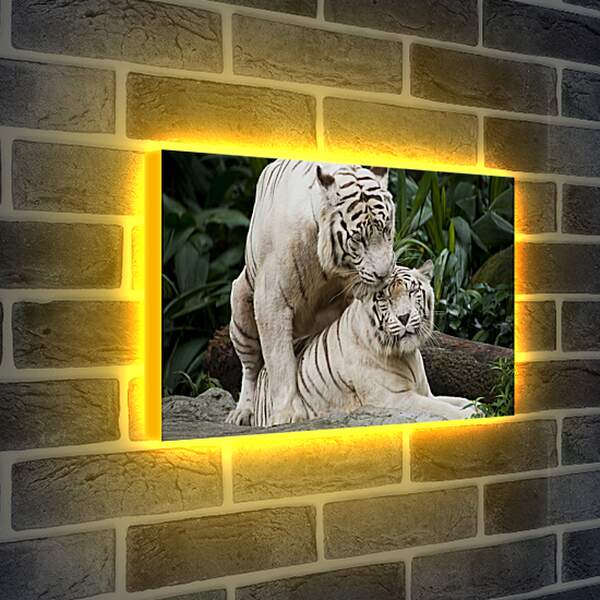 Лайтбокс световая панель - Белые тигры. Природа. Животные. Тигр