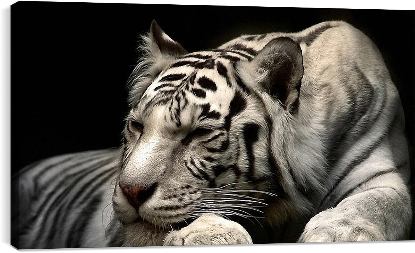 Постер и плакат - Белый тигр. Животные