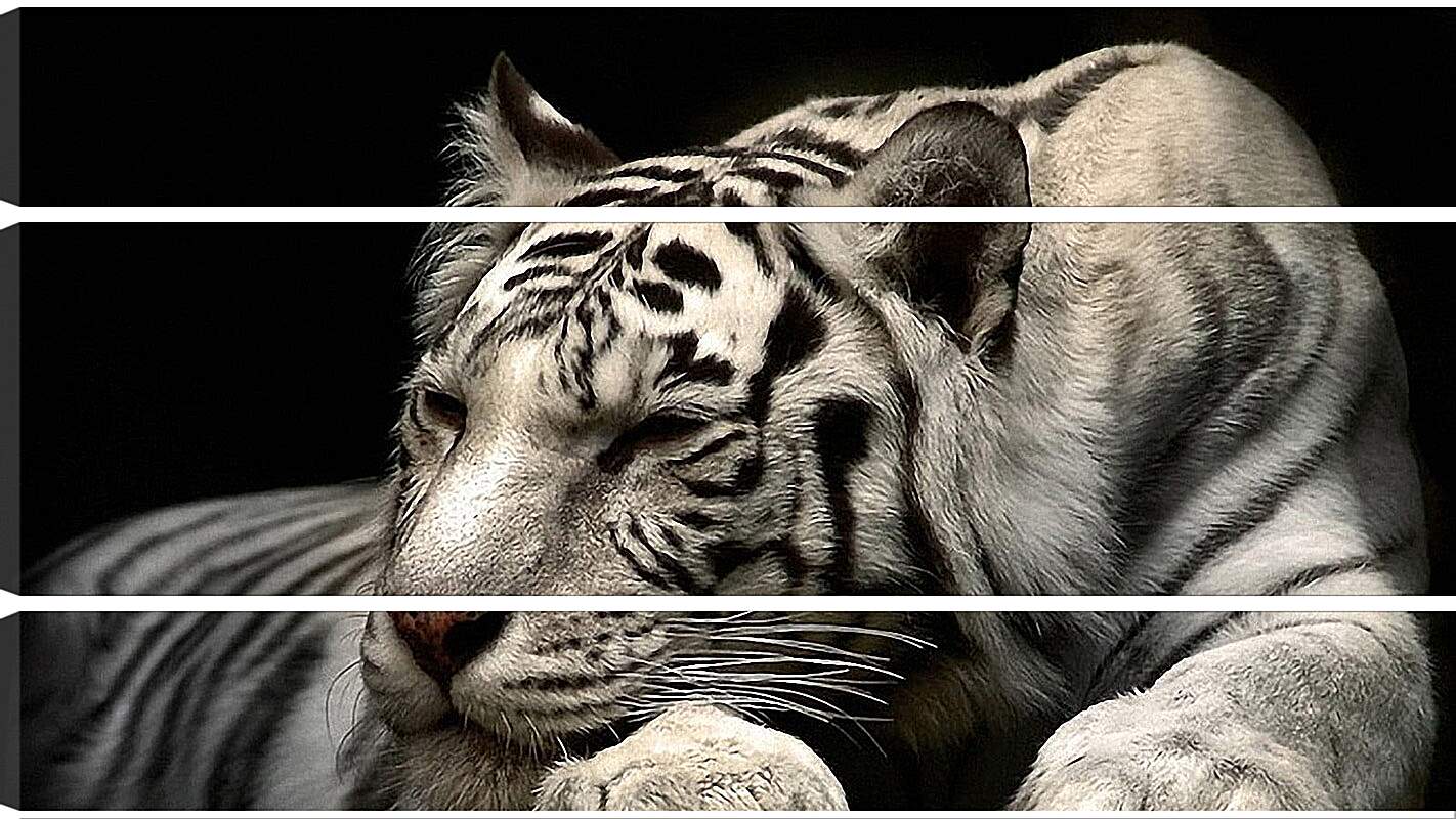 Модульная картина - Белый тигр. Животные